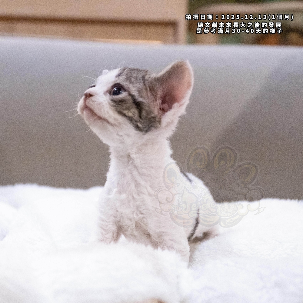 虎斑加白德文-女孩