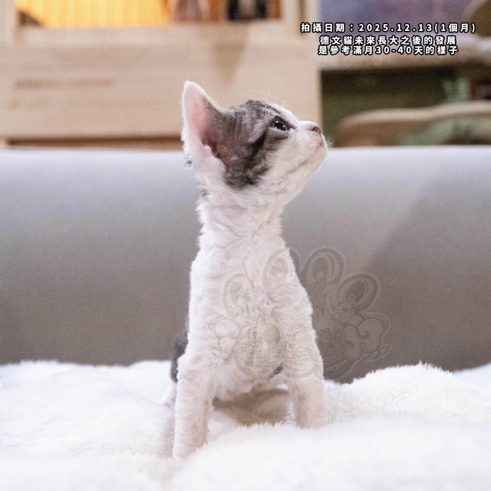 虎斑加白德文-女孩