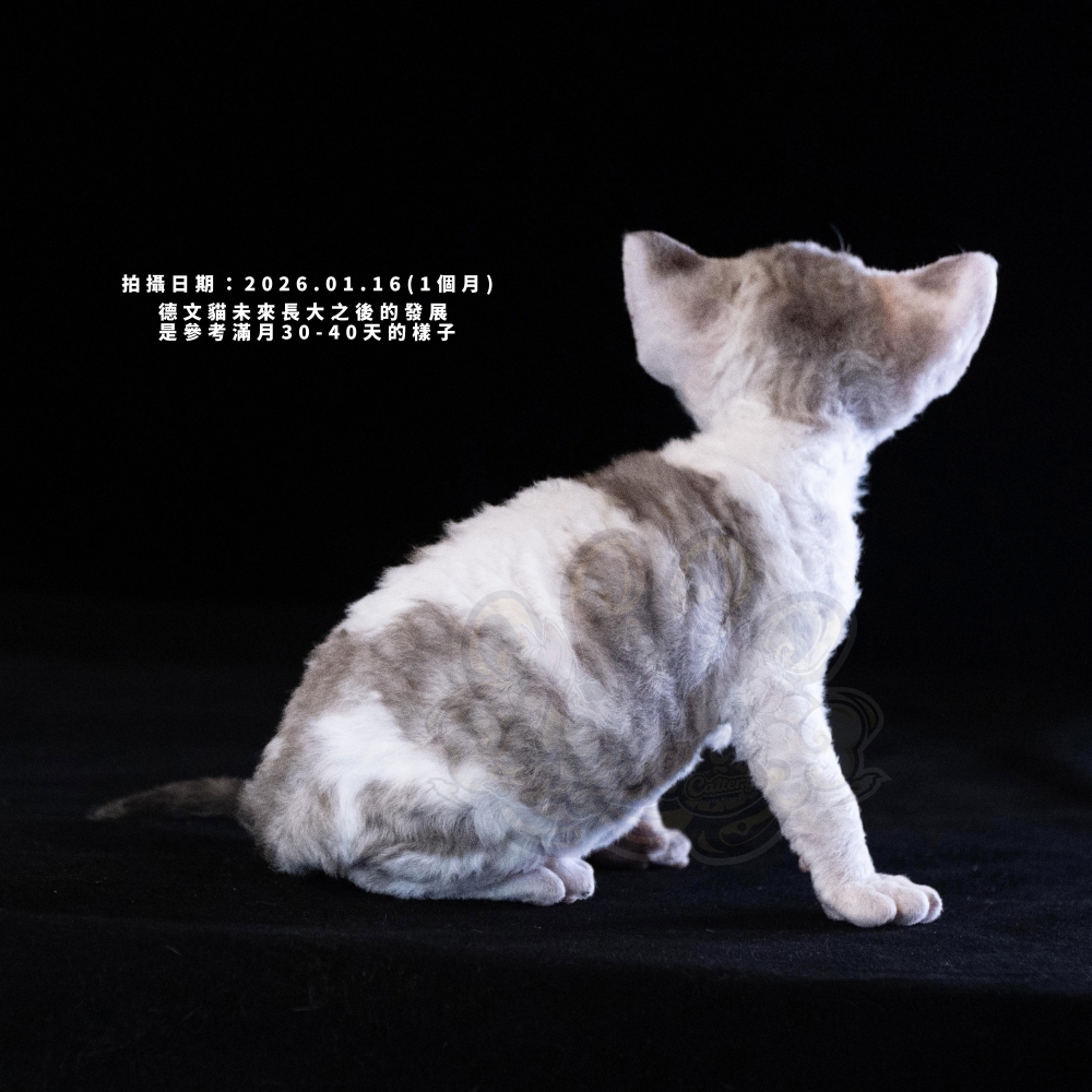 巧克力虎斑加白德文-女孩