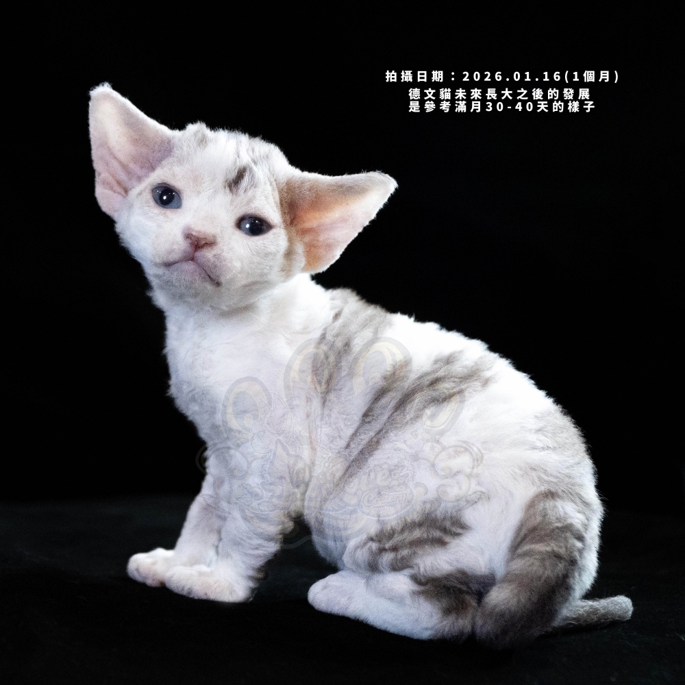 巧克力虎斑加白德文-女孩