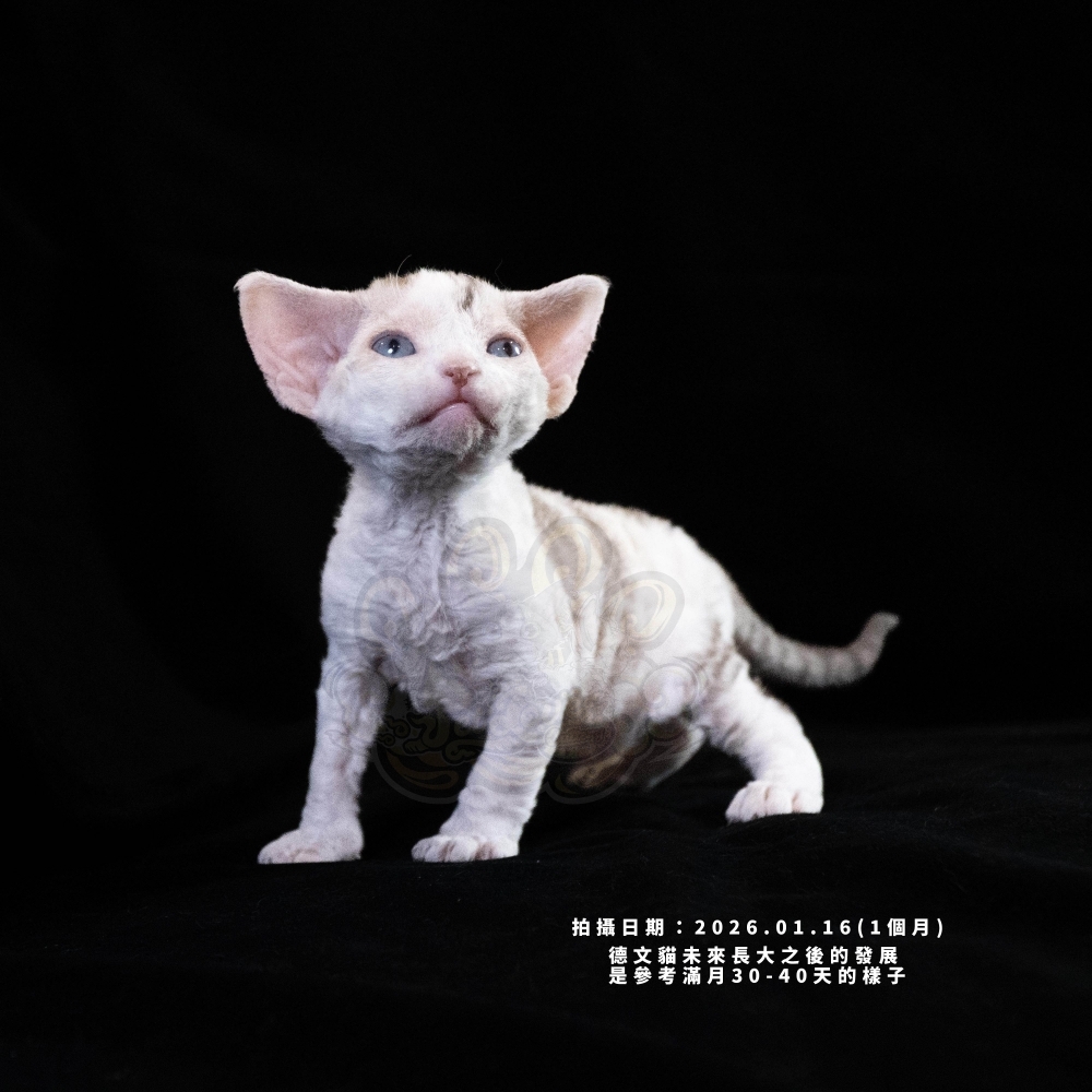 巧克力虎斑加白德文-女孩