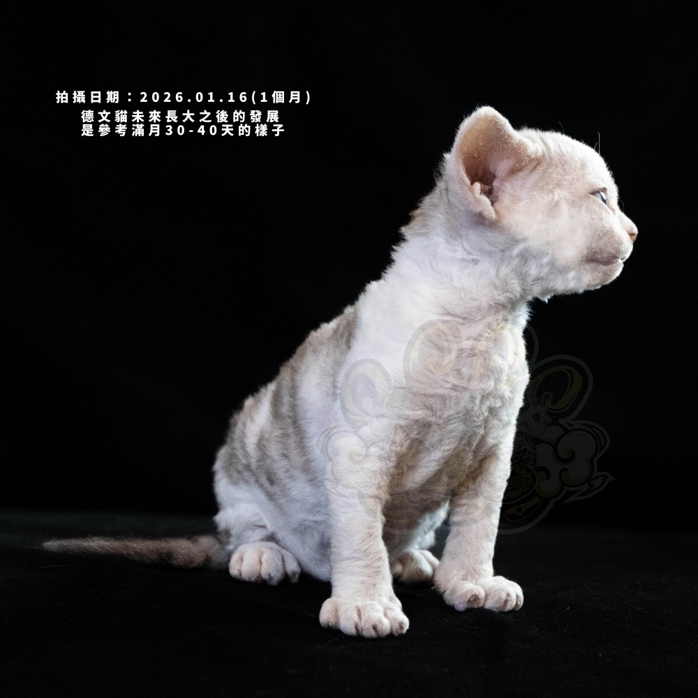 巧克力虎斑加白德文-女孩