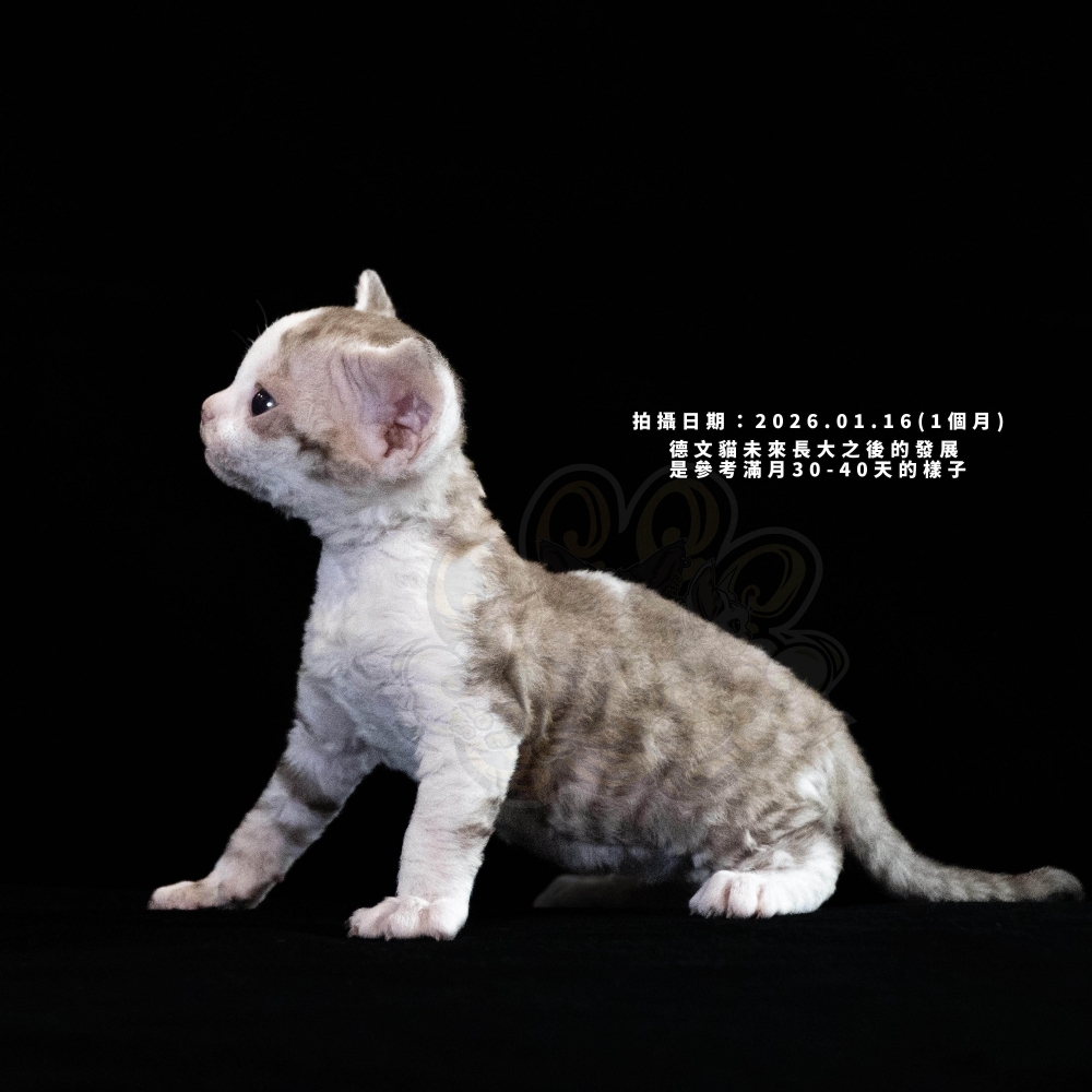 巧克力虎斑加白德文-女孩