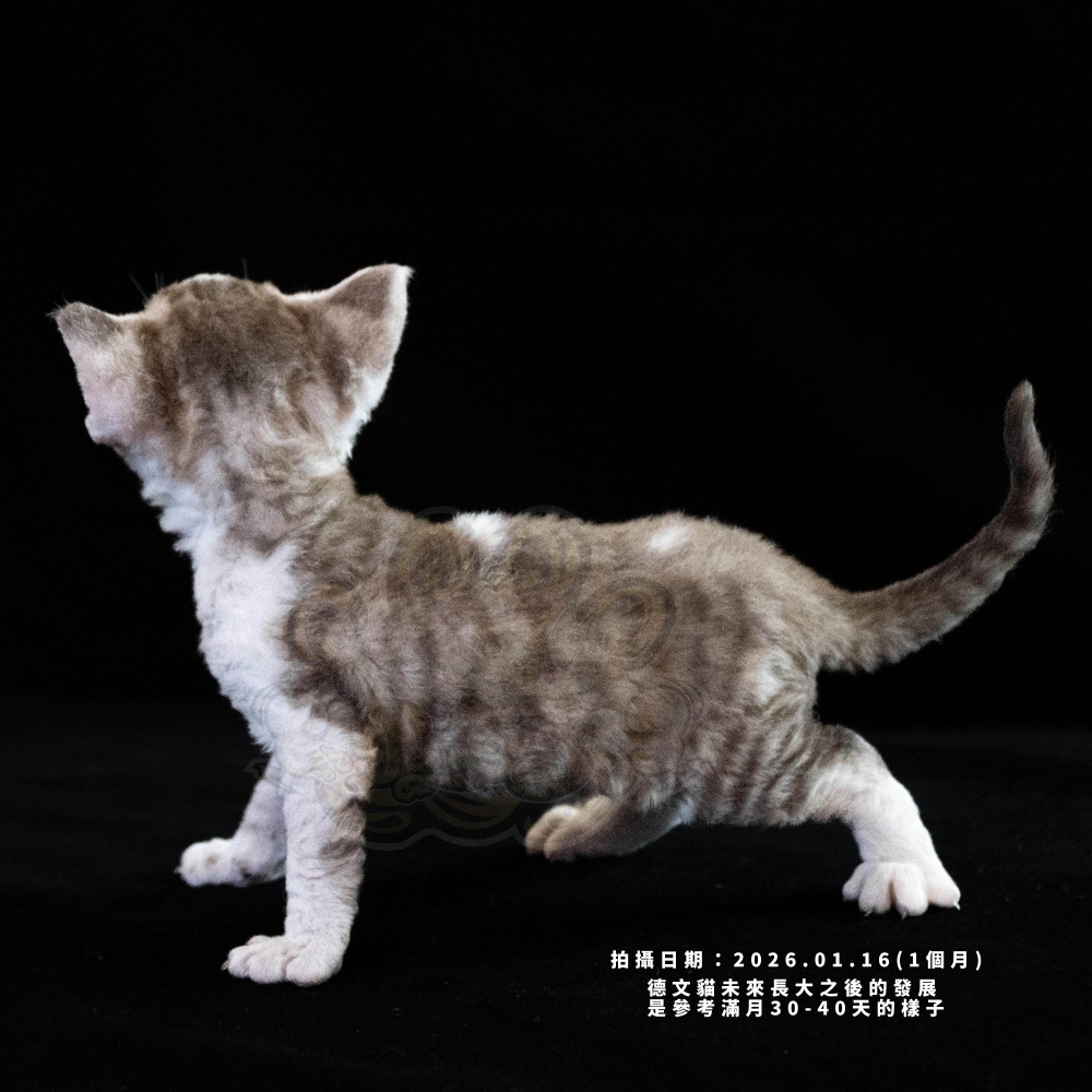 巧克力虎斑加白德文-女孩