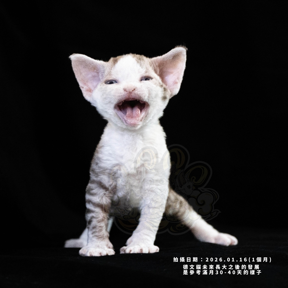 巧克力虎斑加白德文-女孩