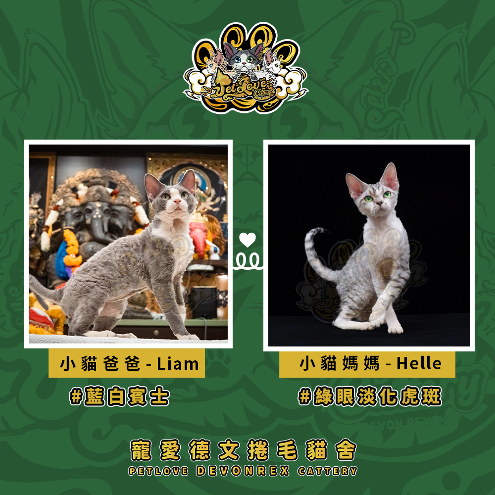 巧克力虎斑加白德文-女孩