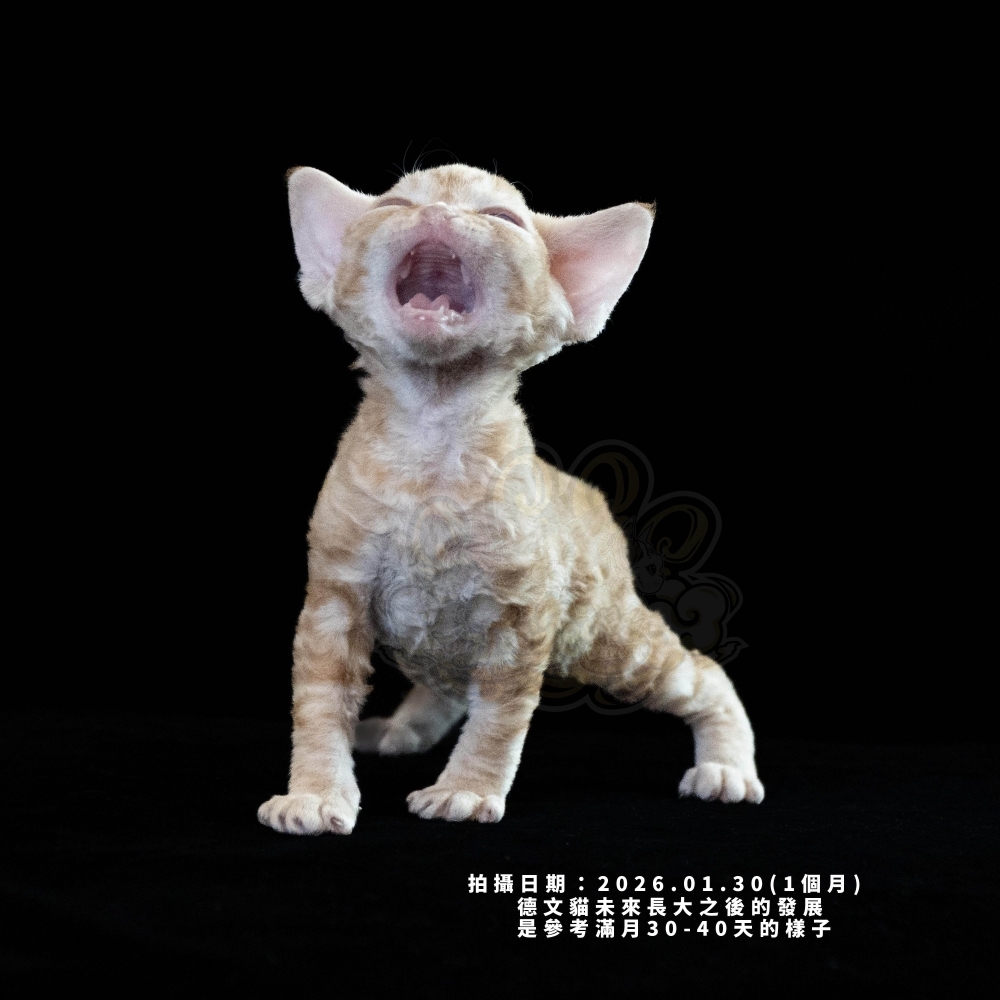 紅虎斑德文-女孩