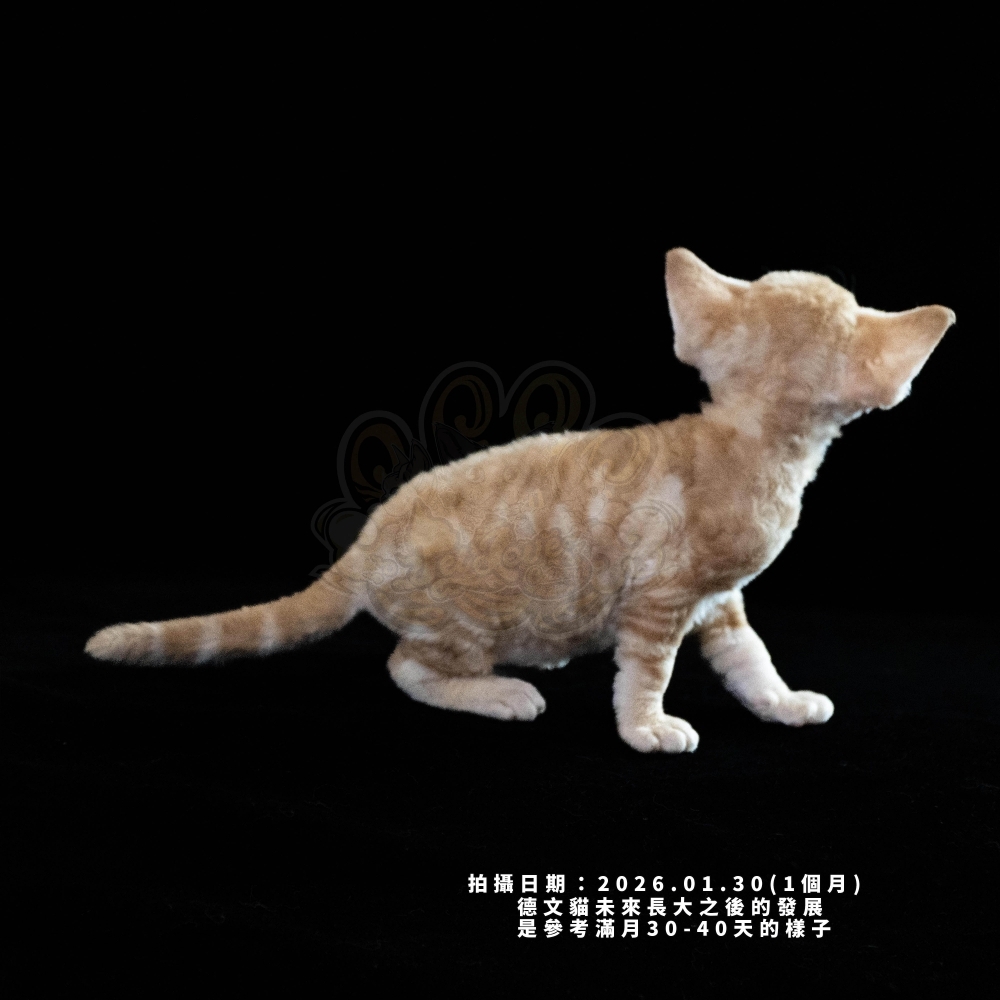 紅虎斑德文-女孩