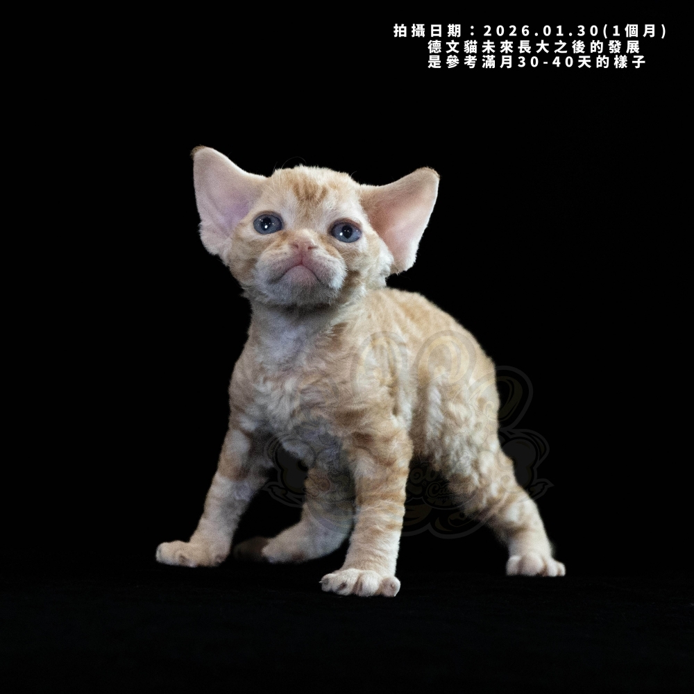 紅虎斑德文-女孩