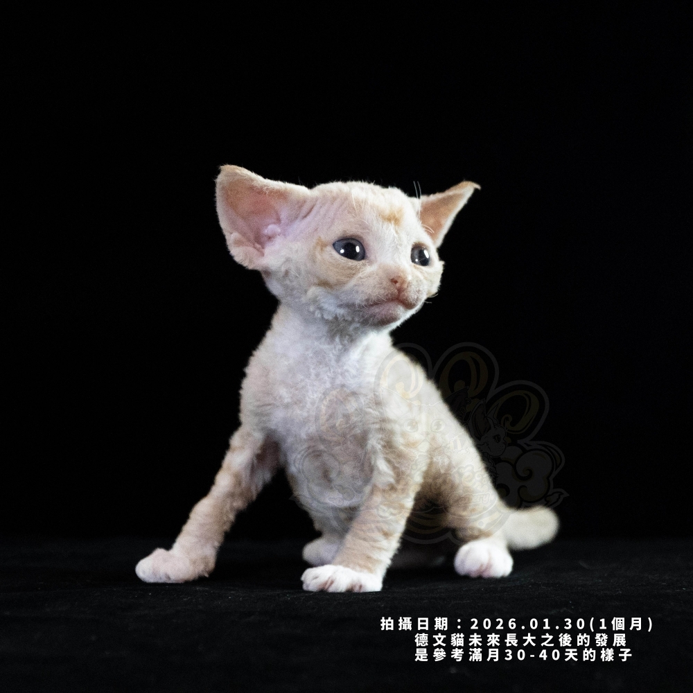 奶油色德文-男孩