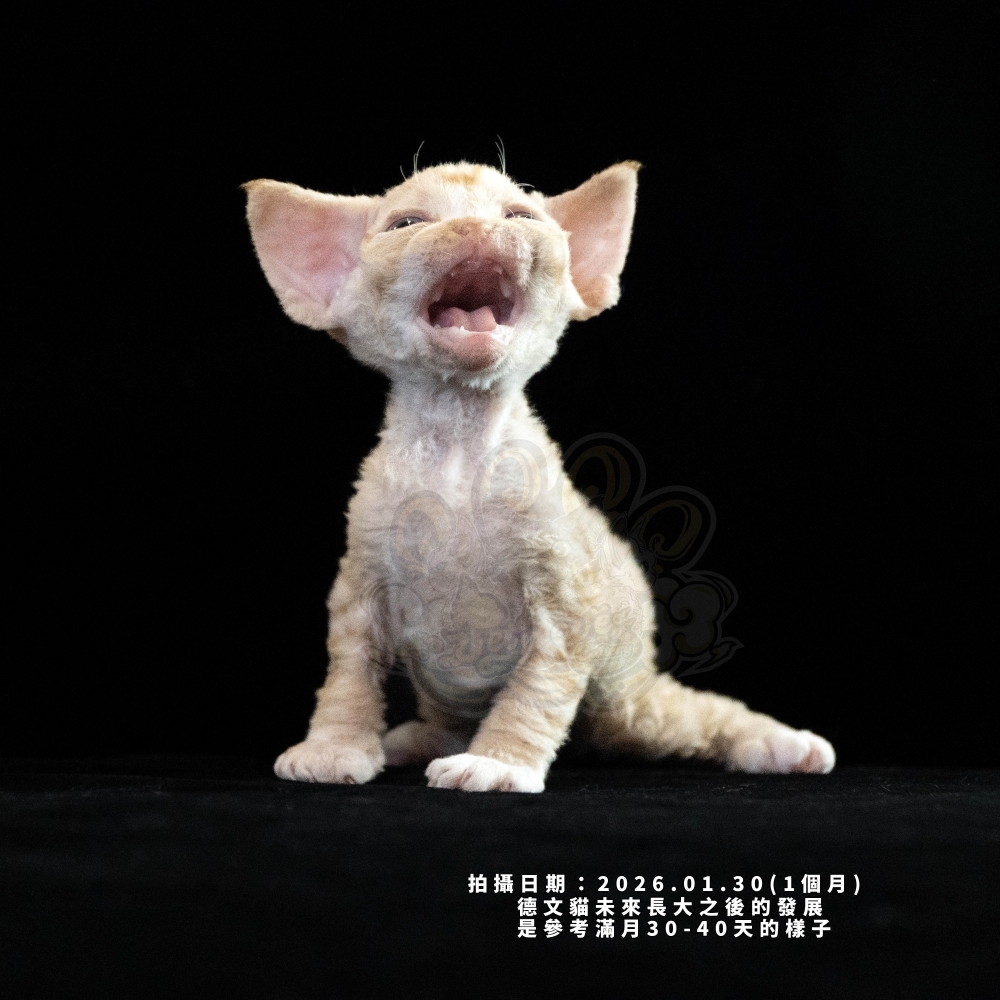 奶油色德文-男孩