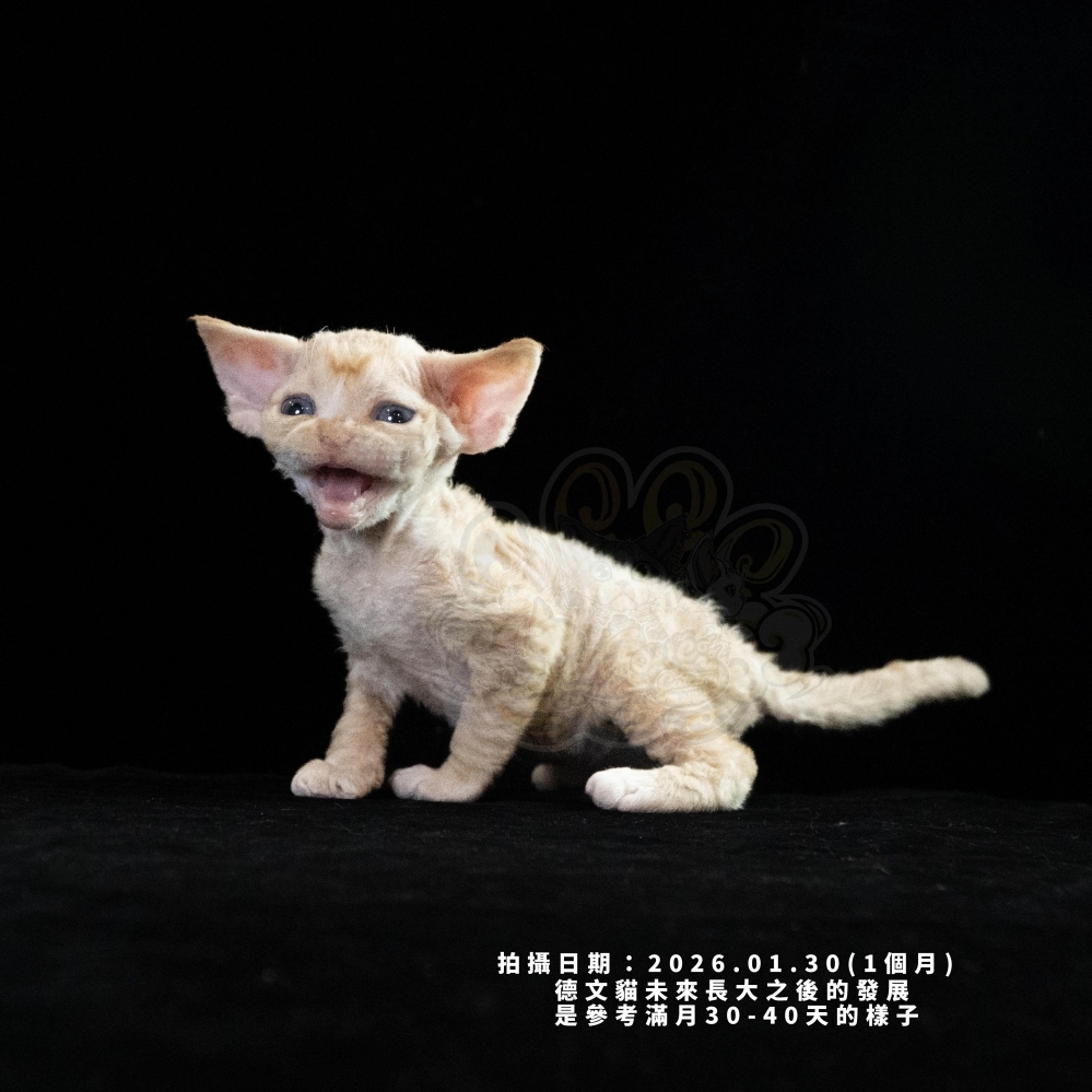 奶油色德文-男孩