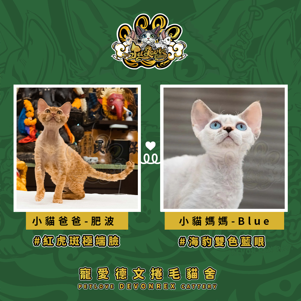 奶油色德文-男孩