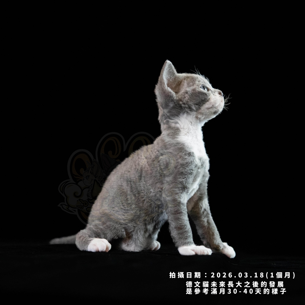 藍白德文-男孩
