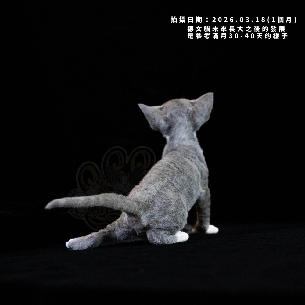 藍白德文-男孩
