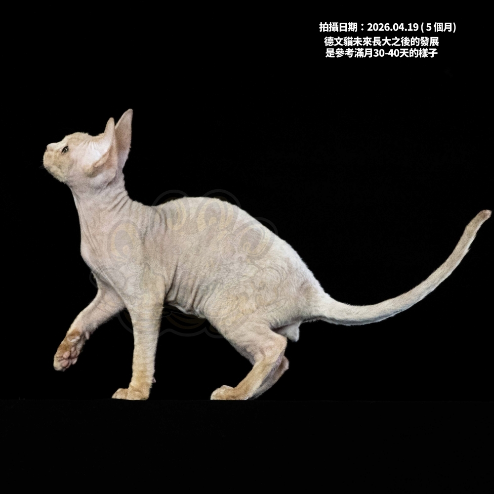 奶油色德文-男孩