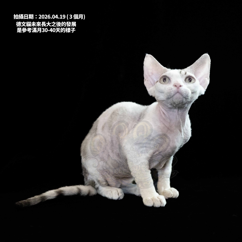 巧克力虎斑加白德文-女孩