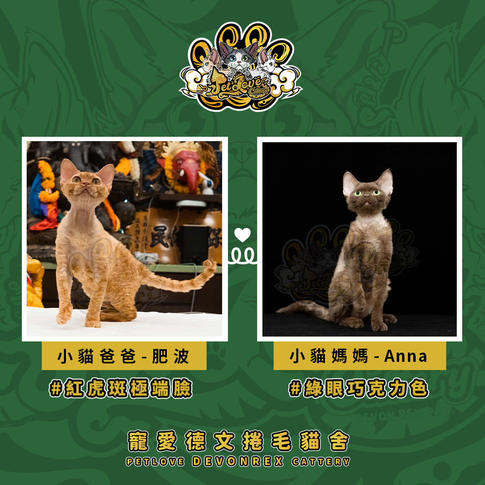 巧克力加白德文-男孩