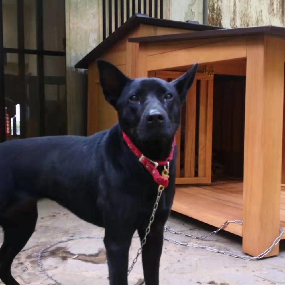 帥氣台灣犬豪華狗屋