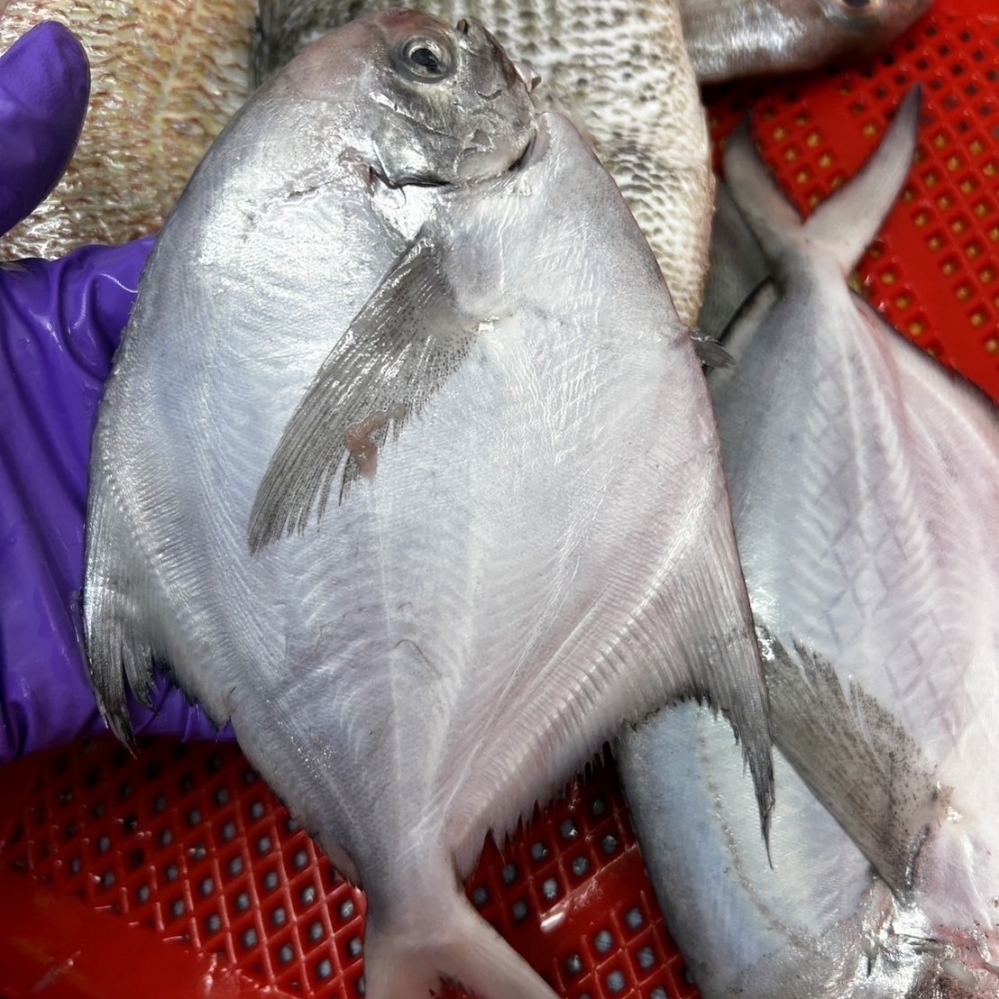 澎湖白鯧魚（殺好實重