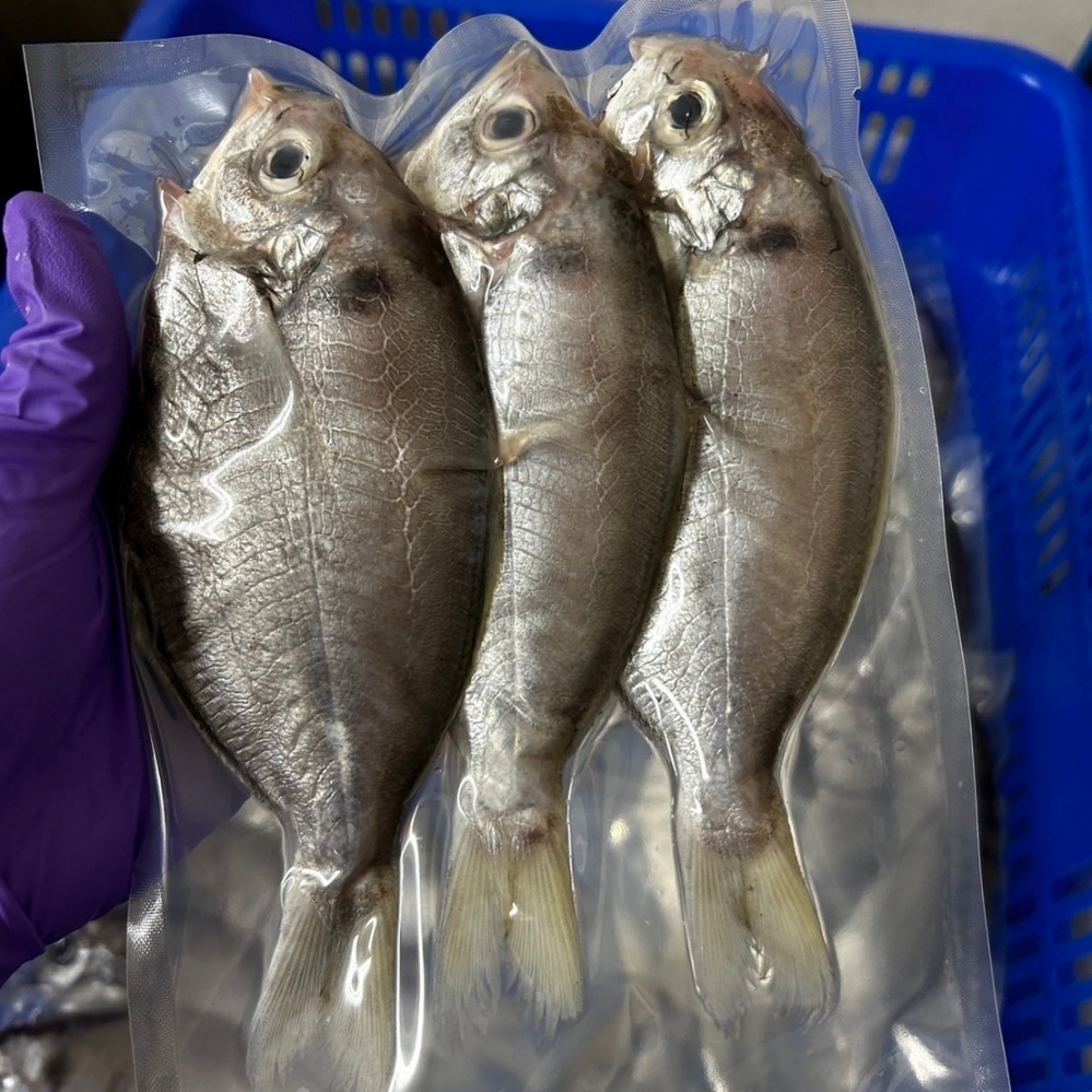 澎湖白肉魚（3隻裝）