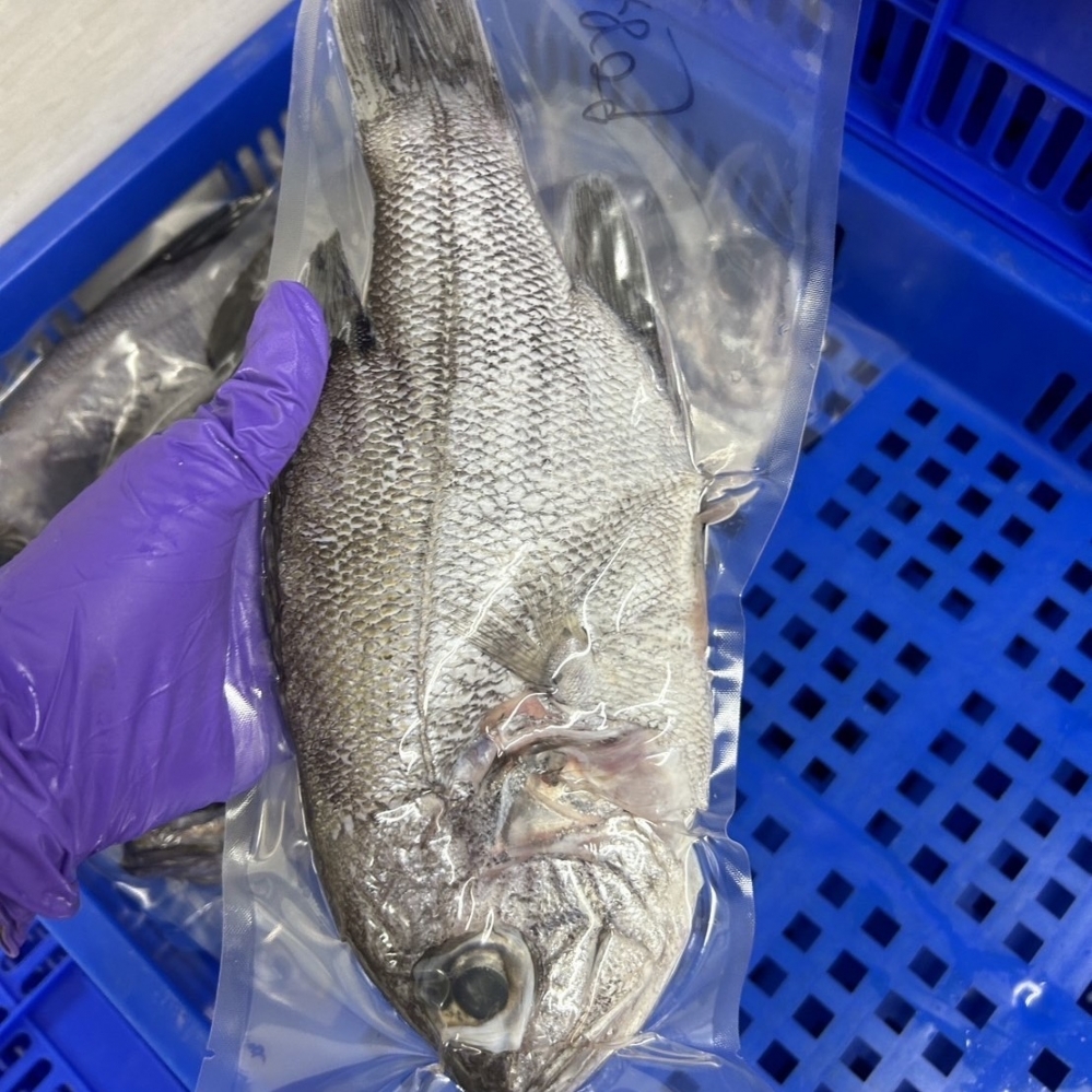 現流黑大目（單尾真空