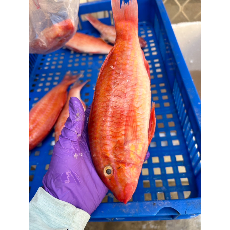 現流秋姑魚（整尾真空