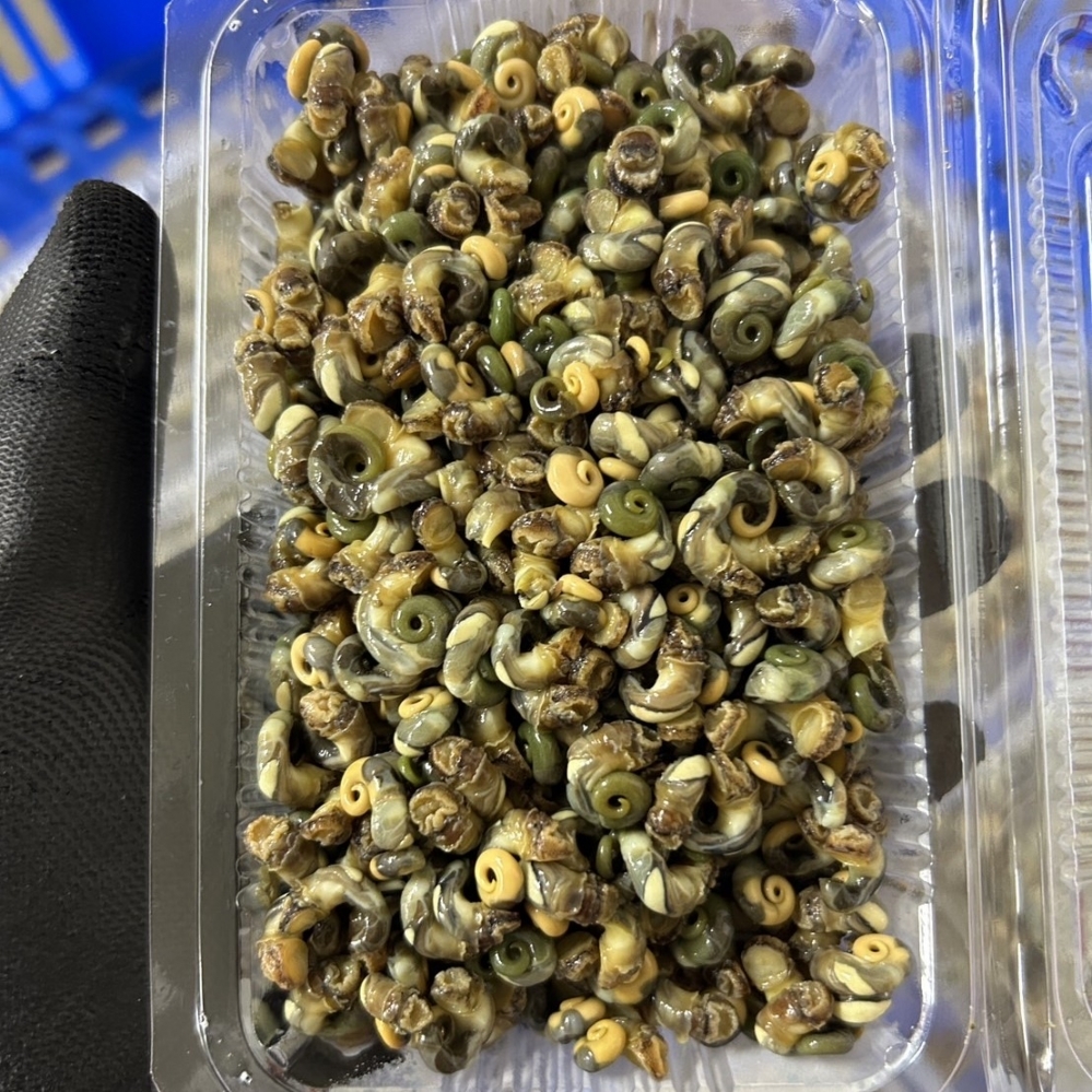 澎湖珠螺  （解凍即可食用）