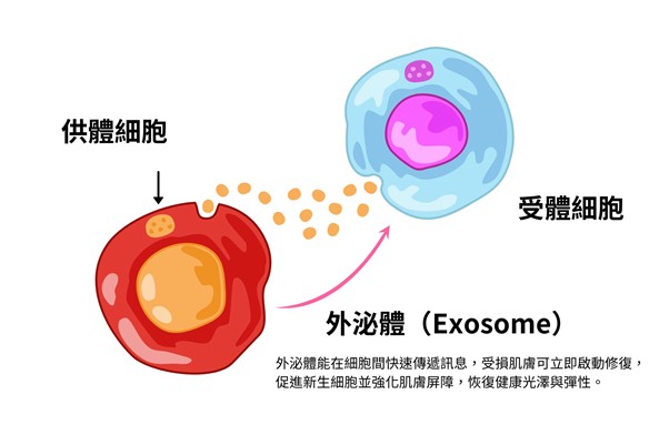 #外泌體注射法規