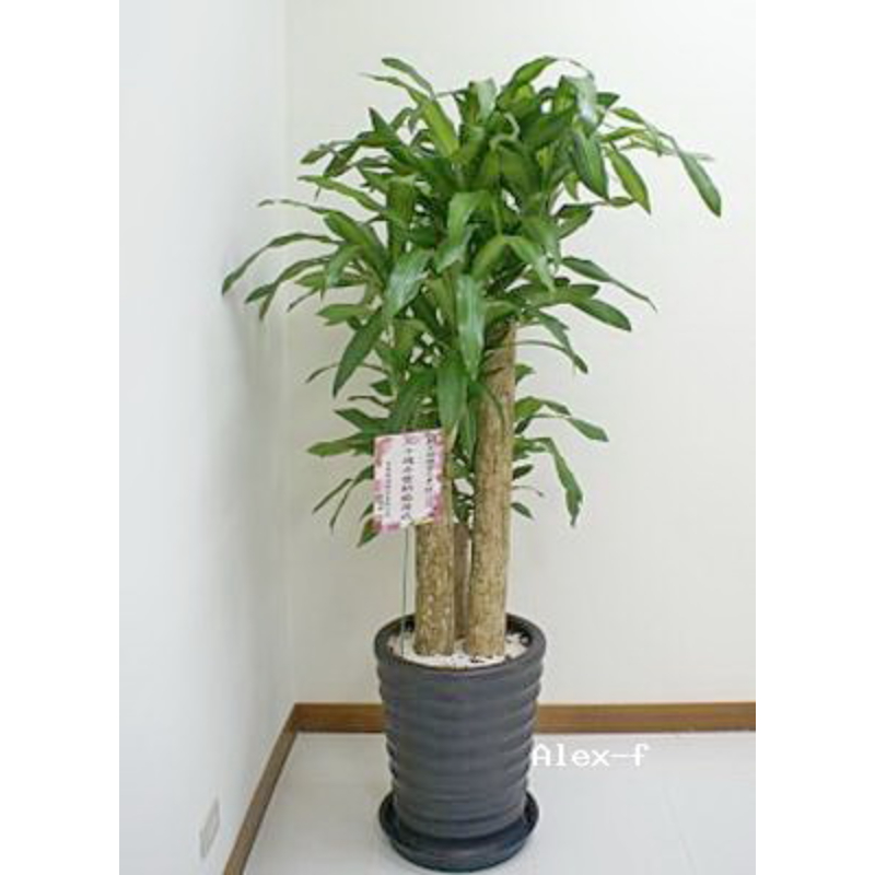 開幕誌慶-精緻盆栽