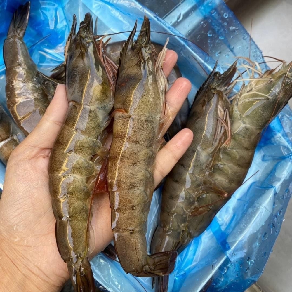 泰國活凍超大白蝦 