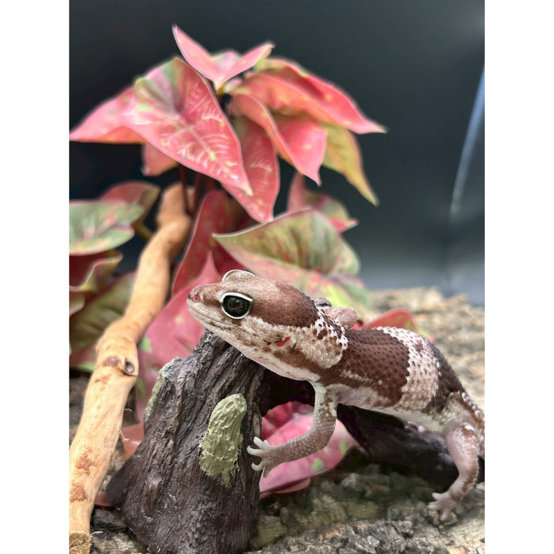 奧利奧