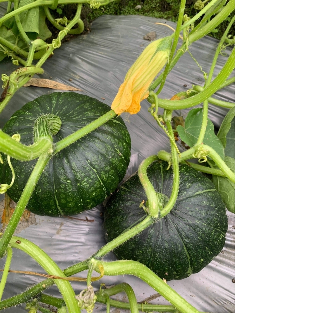 已售完-2025花蓮《混搭南瓜》20公斤 / 買南瓜,南瓜批發,花蓮買南瓜