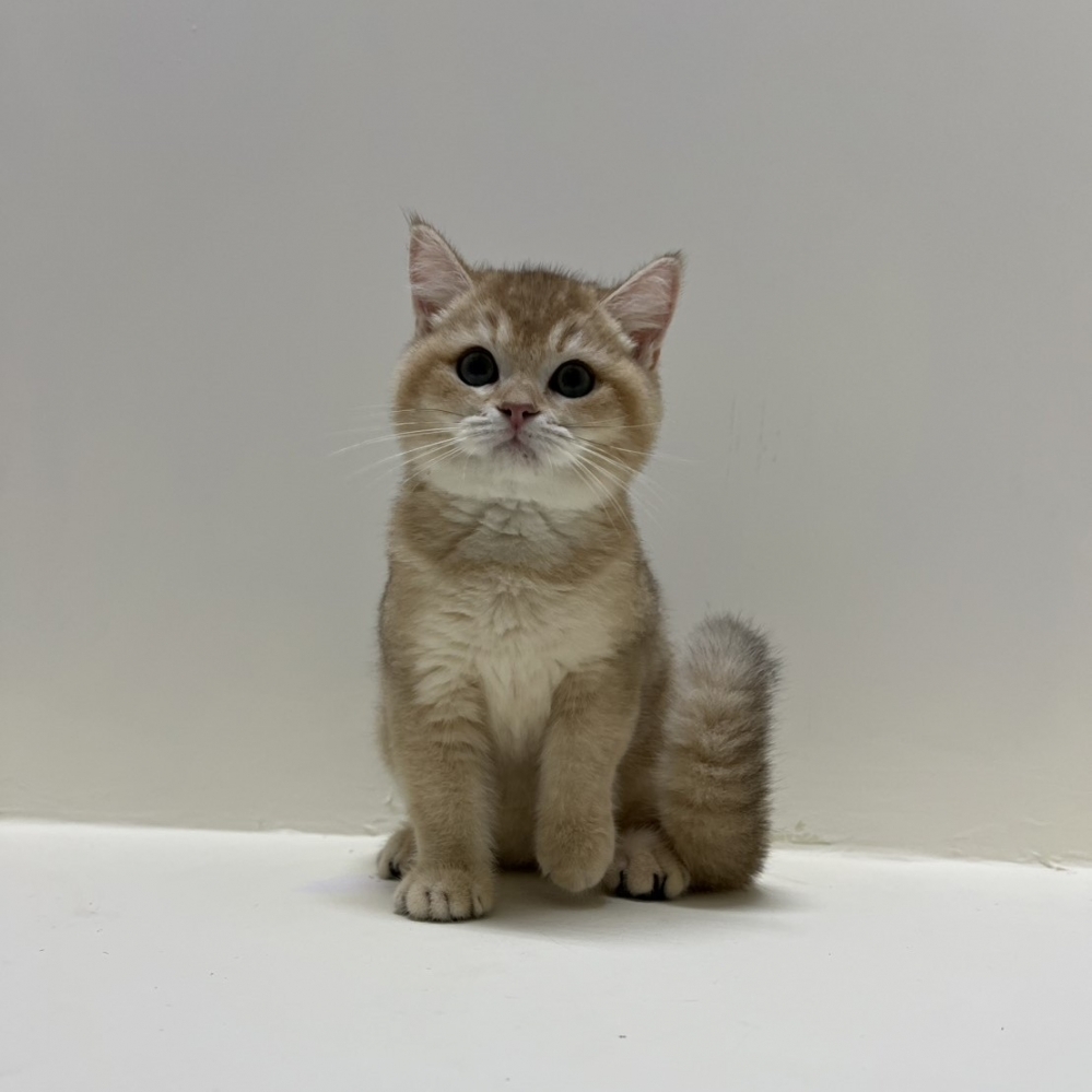 英國短毛貓 金漸層弟