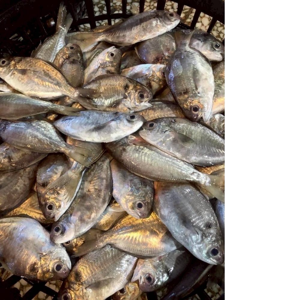 活凍肉魚(已售完)