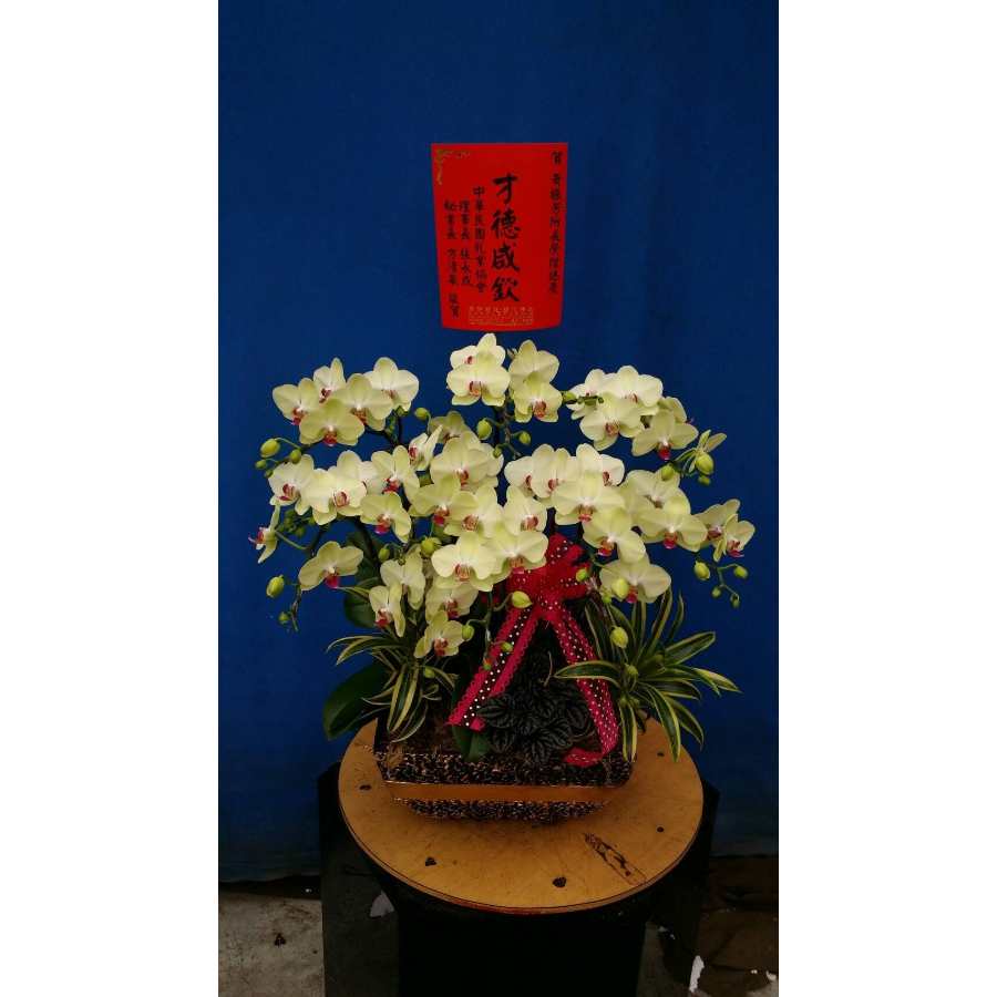 蘭花盆栽｜桌上型-007