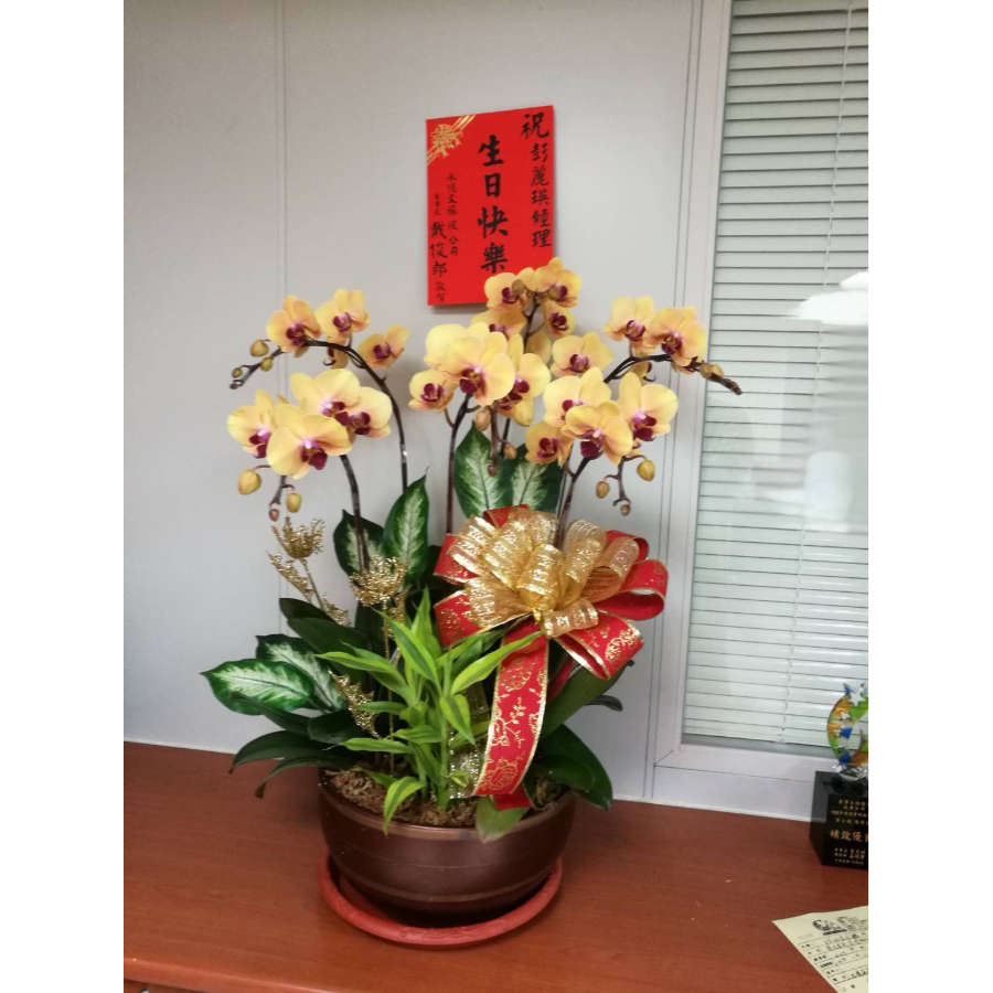 蘭花盆栽｜桌上型-005