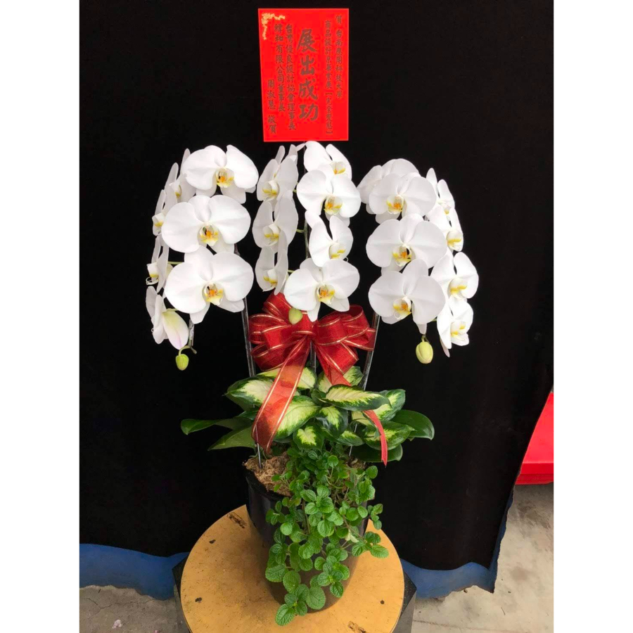 蘭花盆栽｜桌上型-001