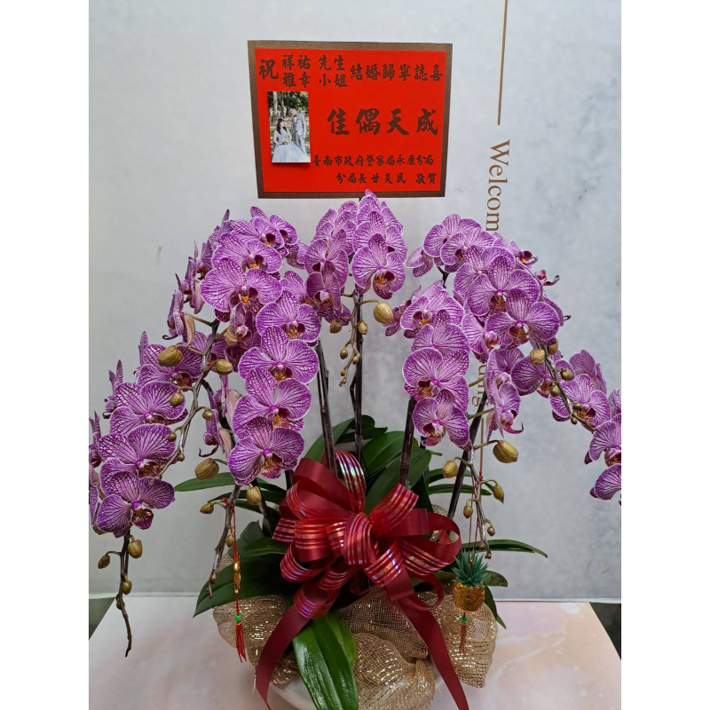 蘭花盆栽｜桌上型