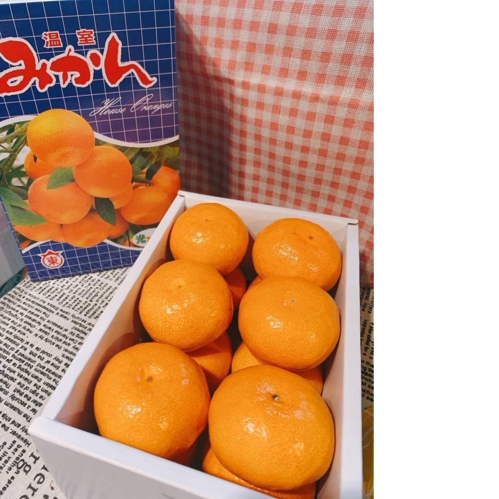 愛媛 南津海 初夏新