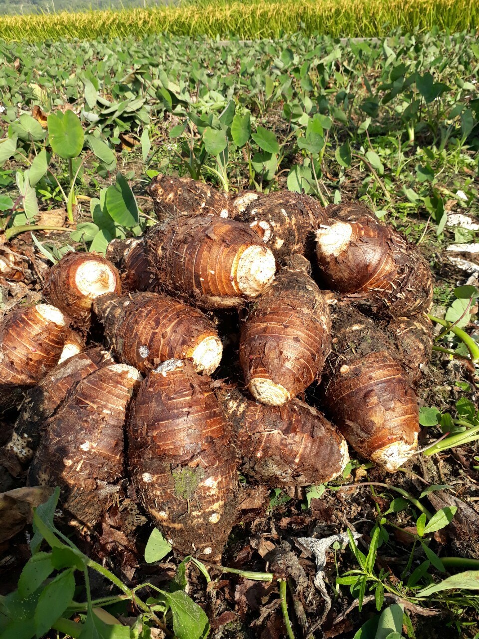 芋頭/芋頭批發/大甲