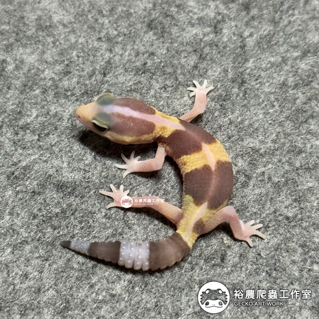 直線橘白