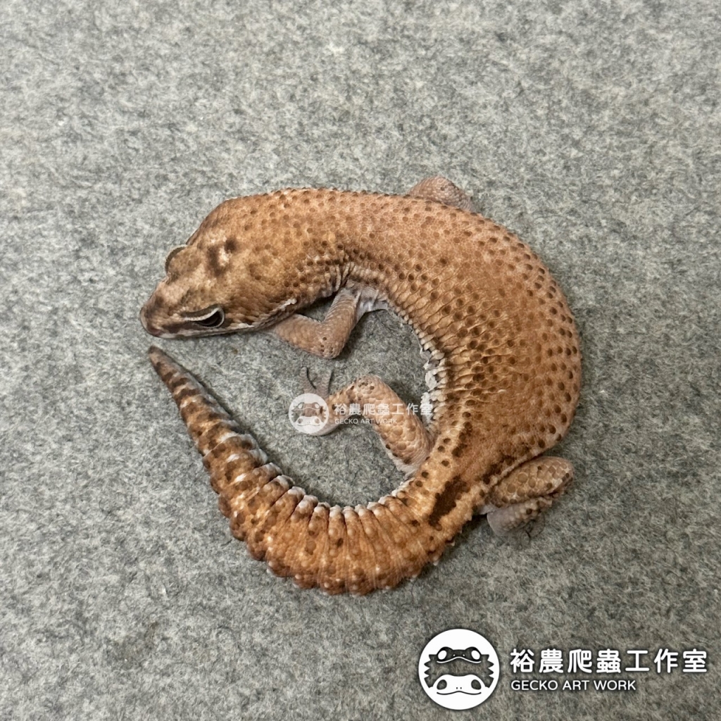 無紋