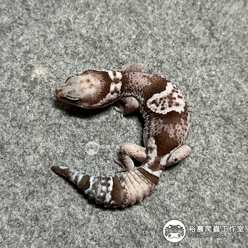 Oreo