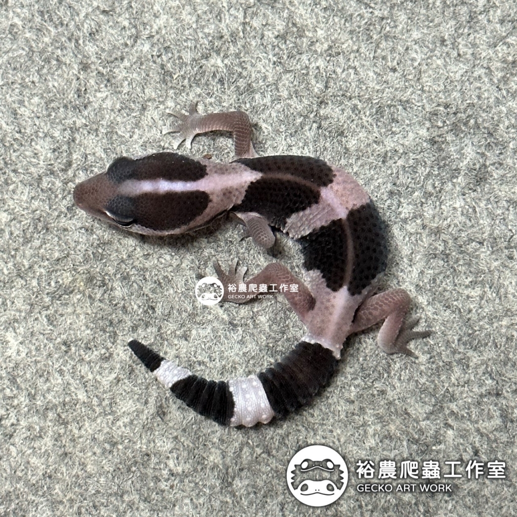 直線Oreo