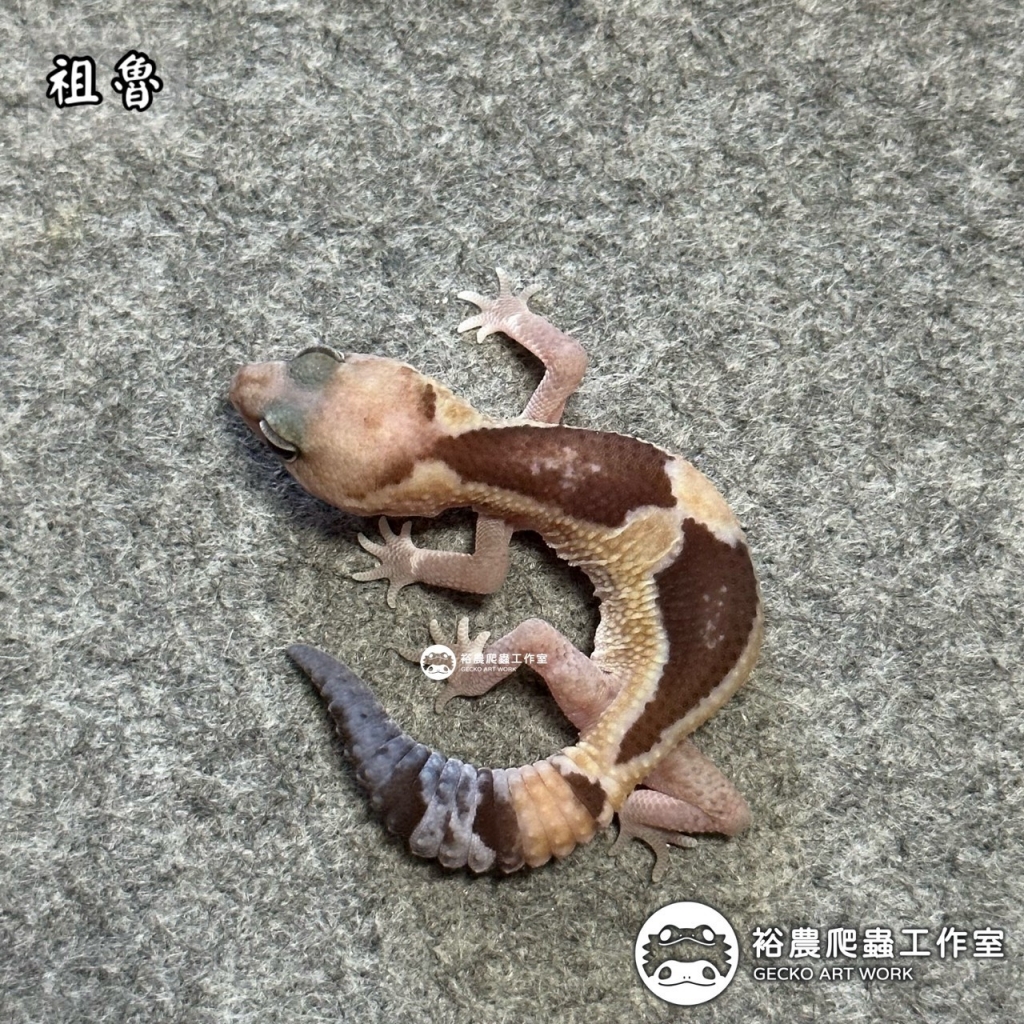 祖魯
