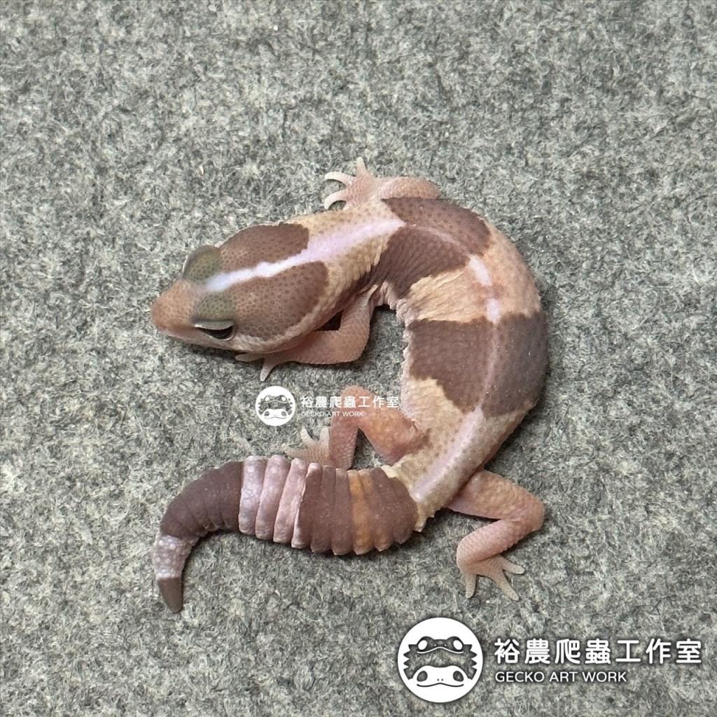 直線焦糖