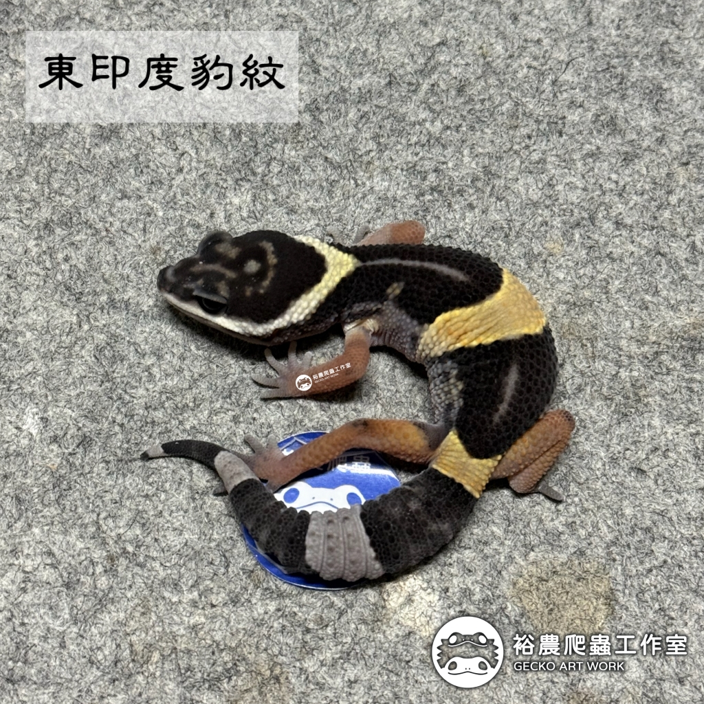 東印度豹紋守宮