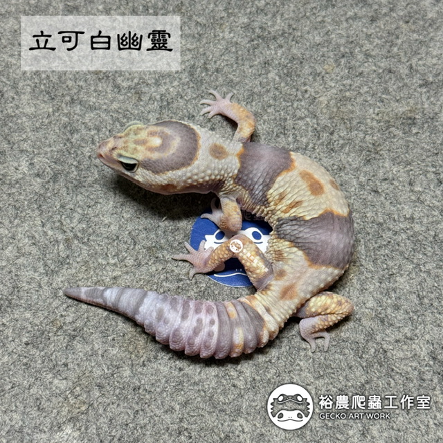 立可白幽靈/White out Ghost(WG)