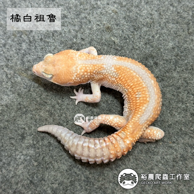 橘白祖魯/Amel Zulu(AZ)